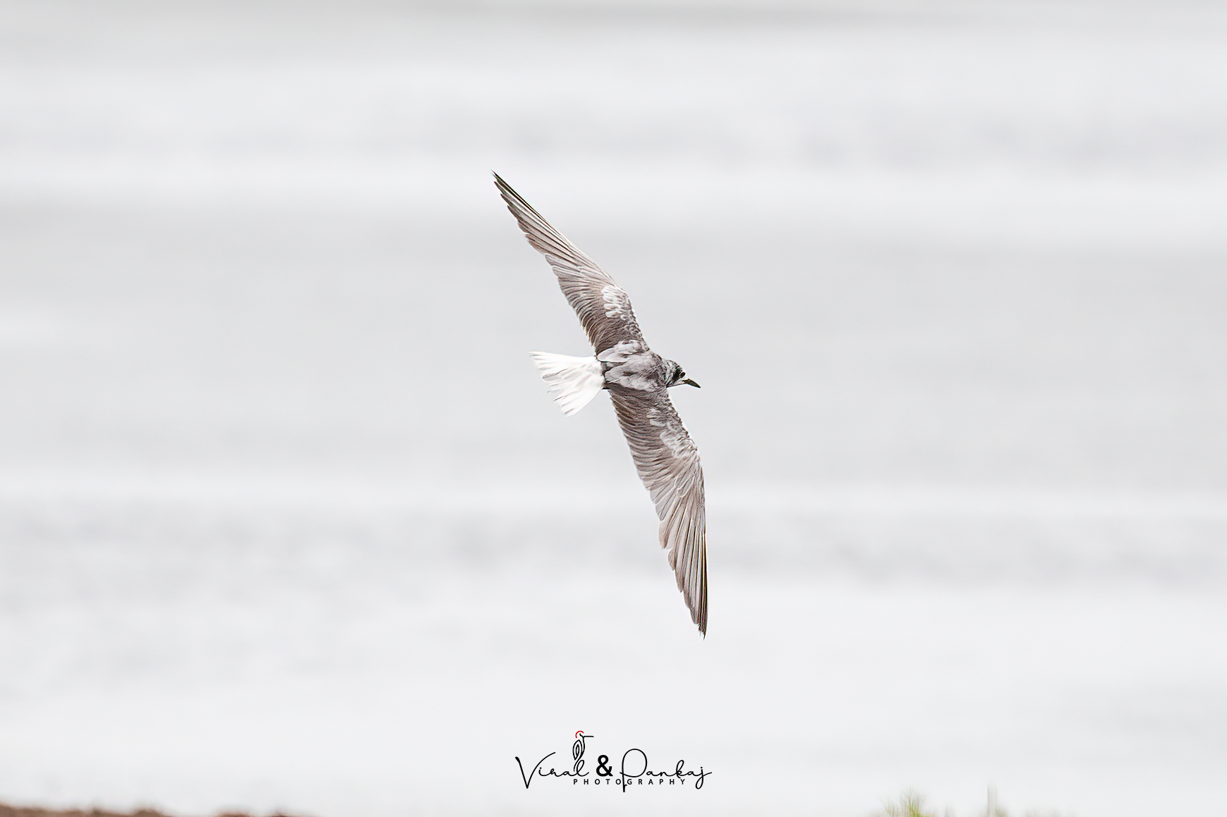 White-winged Tern 